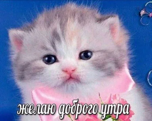 Стикер stickerpackbezbyudzheta - 1