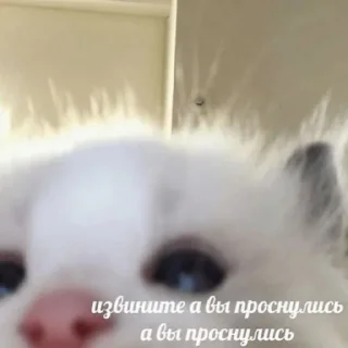 Sticker стикерпак без бюджета - 5