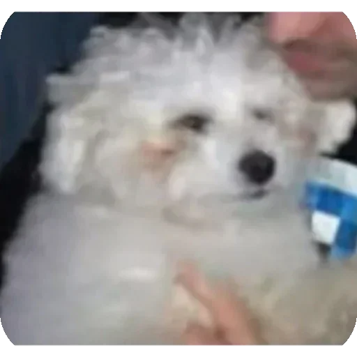 Буба🐶❤ @YtkaKysaka - 