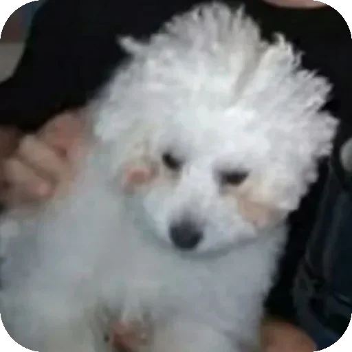 Sticker stickerpak_Bambul_by_MoiStikiBot - 1