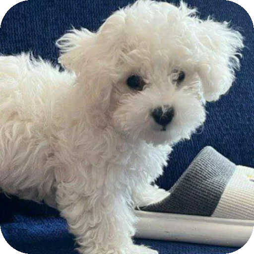 Sticker stickerpak_Bambul_by_MoiStikiBot - 1