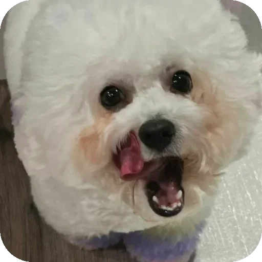 Sticker stickerpak_Bambul_by_MoiStikiBot - 1