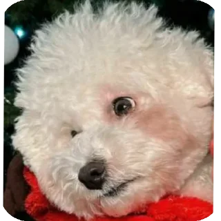 Sticker Буба🐶❤ @YtkaKysaka - 7