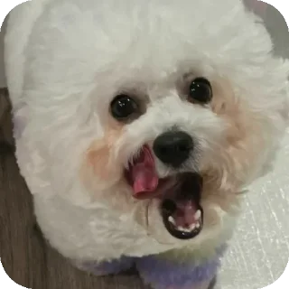 Sticker Буба🐶❤ @YtkaKysaka - 10