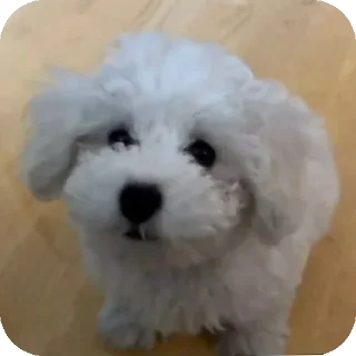 Sticker Буба🐶❤ @YtkaKysaka - 4