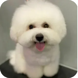 Sticker Буба🐶❤ @YtkaKysaka - 6