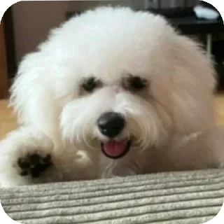 Sticker Буба🐶❤ @YtkaKysaka - 9