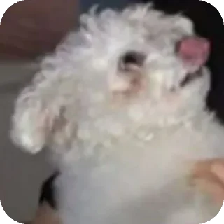 Sticker Буба🐶❤ @YtkaKysaka - 3