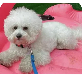 Sticker Буба🐶❤ @YtkaKysaka - 2