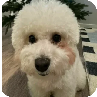 Sticker Буба🐶❤ @YtkaKysaka - 8