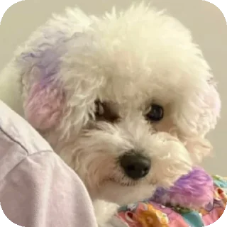 Sticker Буба🐶❤ @YtkaKysaka - 1