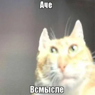 Sticker Больше стикеров → @funny_stickerss - 3