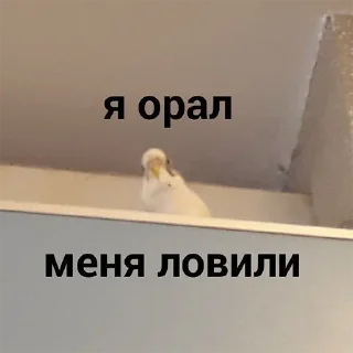 Sticker Больше стикеров → @funny_stickerss - 8