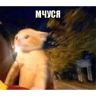 Sticker Больше стикеров → @funny_stickerss - 11