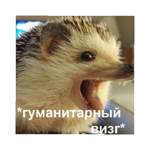 Sticker stickers - 1