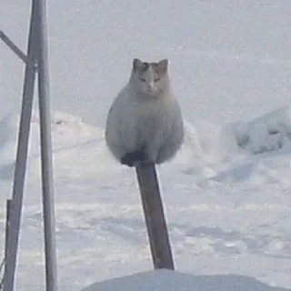 Стикер Лучшие Стикеры тут @AniPics_bot - 10