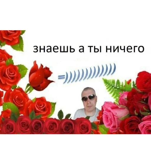 rose plant garden roses