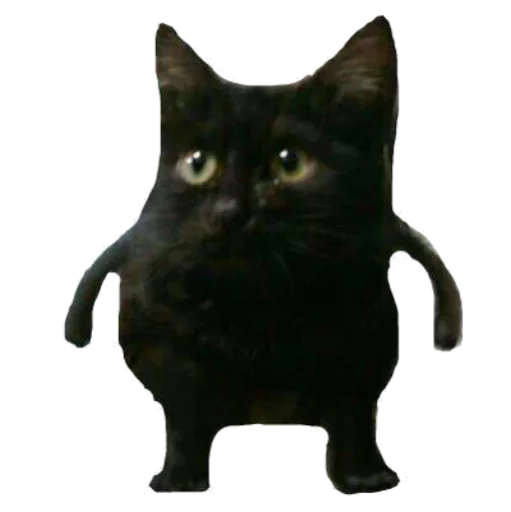 domestic cat small to medium-sized cats cat