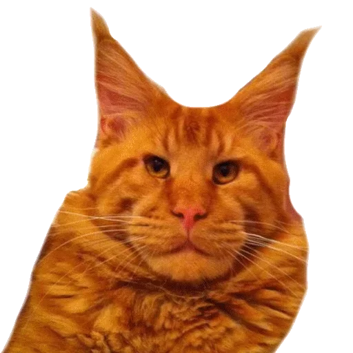 domestic cat animal mammal