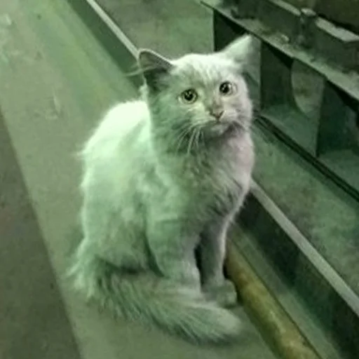 Sticker OMUC pack by @nickbigpic - 5