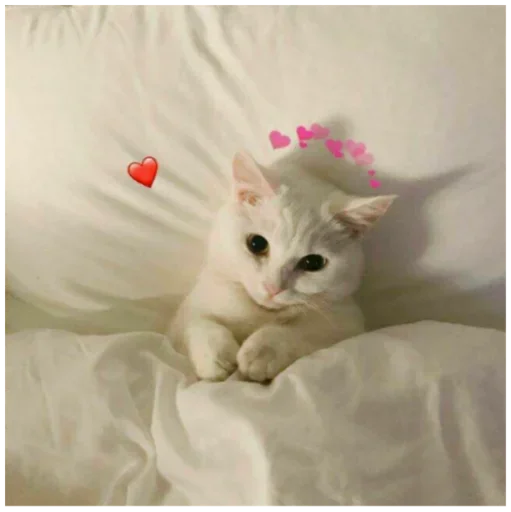 Sticker чиво [@stickersff]😵‍💫 - 3