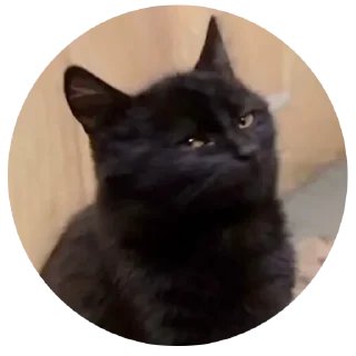 Sticker CumBack Sticker's - 5