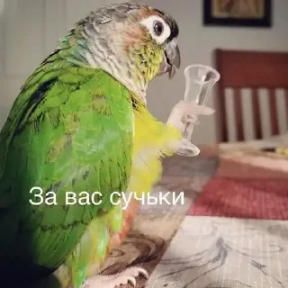 Sticker CumBack Sticker's - 1