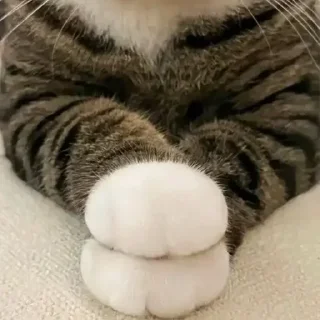 Sticker CumBack Sticker's - 7