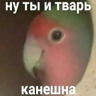 Sticker CumBack Sticker's - 11