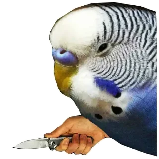 Sticker CumBack Sticker's - 4