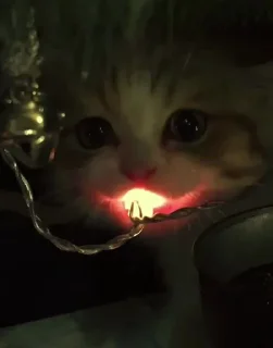 Sticker Чушпанчики @TgEmodziBot - 4