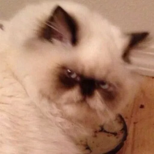 mammal animal indoor