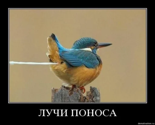 animal bird kingfisher