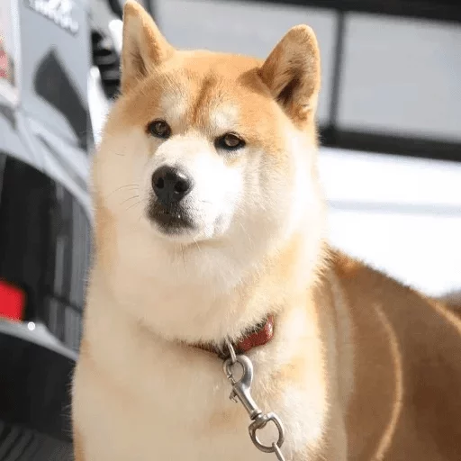 животное млекопитающее домашнее животное