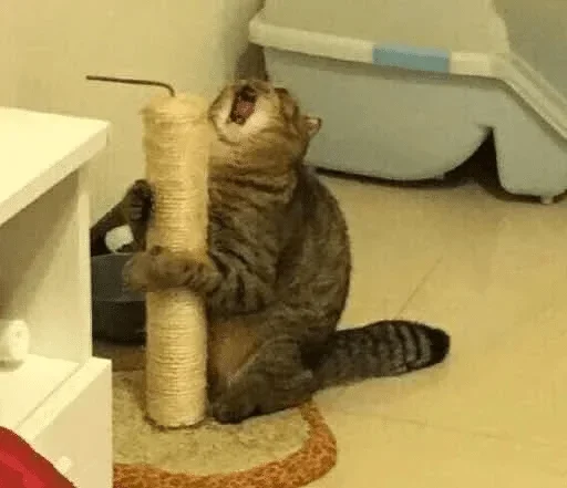 small to medium-sized cats indoor felidae