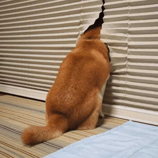 животное кошка домашнее животное