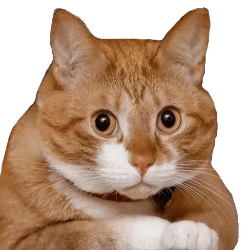 животное млекопитающее кошка