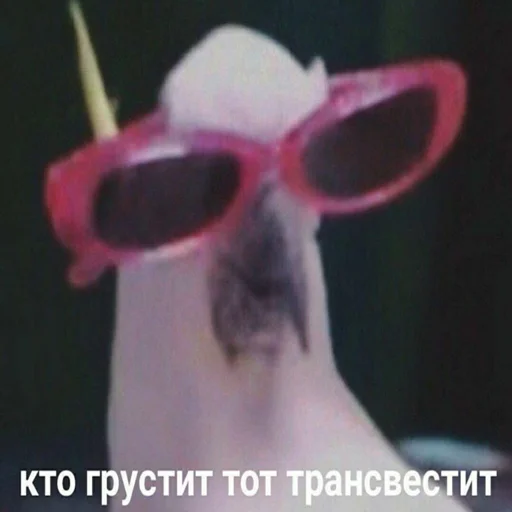 accessory eyewear spectacles