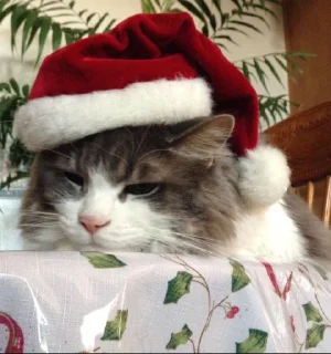 Стикер 彡 Котики 𖥔 @karomi_stickers - 0