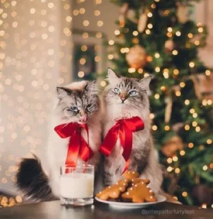 Стикер 彡 Котики 𖥔 @karomi_stickers - 2