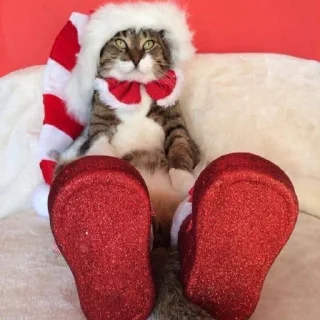 Стикер 彡 Котики 𖥔 @karomi_stickers - 5