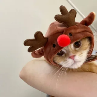 Стикер 彡 Котики 𖥔 @karomi_stickers - 10