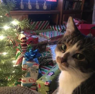 Стикер 彡 Котики 𖥔 @karomi_stickers - 8