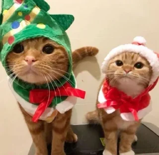 Стикер 彡 Котики 𖥔 @karomi_stickers - 7