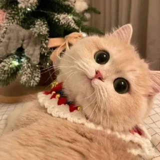 Стикер 彡 Котики 𖥔 @karomi_stickers - 11