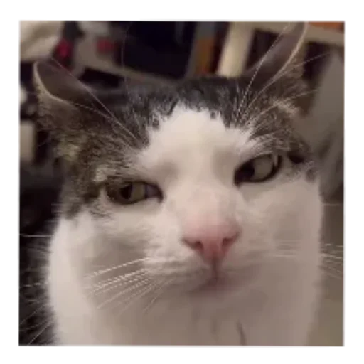 Sticker stik_fufi_by_TgEmodziBot - 1