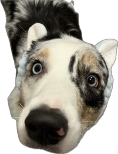 Мои Буси😍 @TgEmodziBot - 