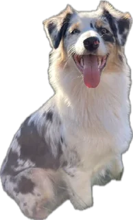 Стикер Мои Буси😍 @TgEmodziBot - 9