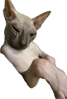 Стикер Мои Буси😍 @TgEmodziBot - 5