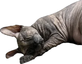 Стикер Мои Буси😍 @TgEmodziBot - 1